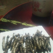 低价处理虫草等药材假一赔十