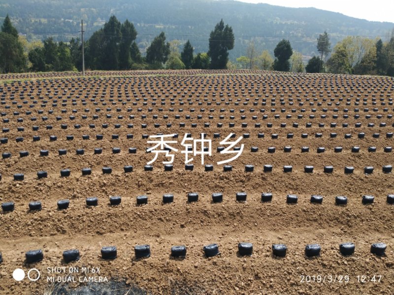 葛根粉剑门关葛根高山滕王450g*4礼品盒装逸韵风物专卖