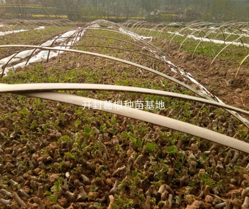 葛根粉剑门关葛根高山滕王450g*4礼品盒装逸韵风物专卖