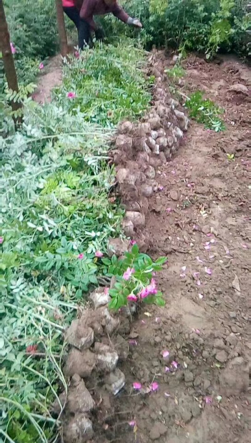 大量销售，带盆四季玫瑰苗50-80cm以上，冷香玫瑰
