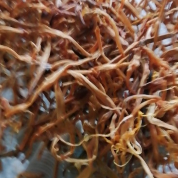 便宜黄菜量大从优