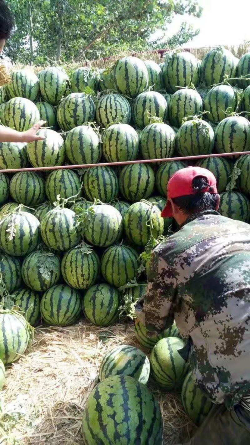 【推荐】吉林长岭京欣西瓜大量上市，货源充足产地直销代发