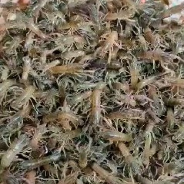 澳洲龙虾苗，优质澳洲龙虾苗，提供水产养殖技术产地直供。