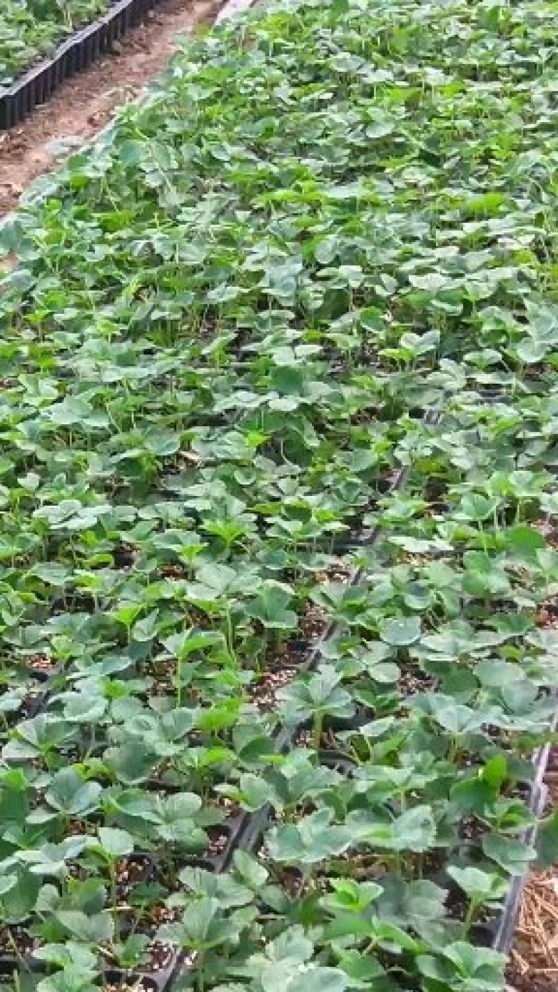 闻集草莓基地，优质草莓苗，实景拍摄，天仙醉，贵妃等品种