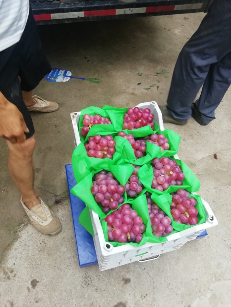巨峰葡萄上市中颗粒大颜色透亮