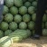 新疆西瓜，金城五昌吉西瓜精品西瓜沙漠西瓜