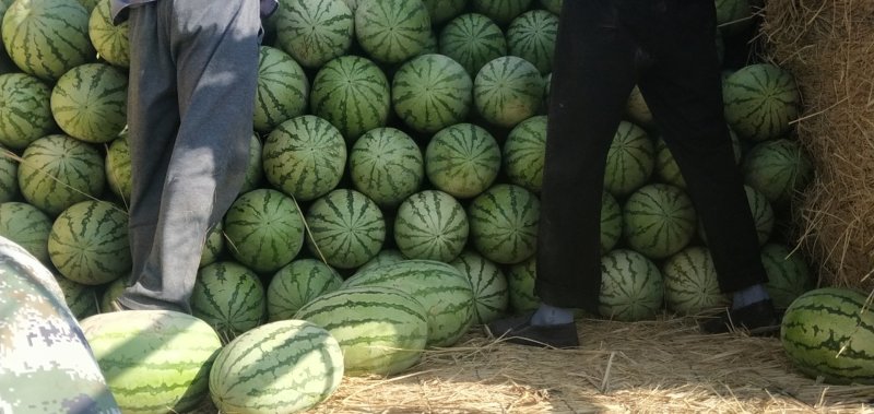 新疆西瓜，金城五昌吉西瓜精品西瓜沙漠西瓜