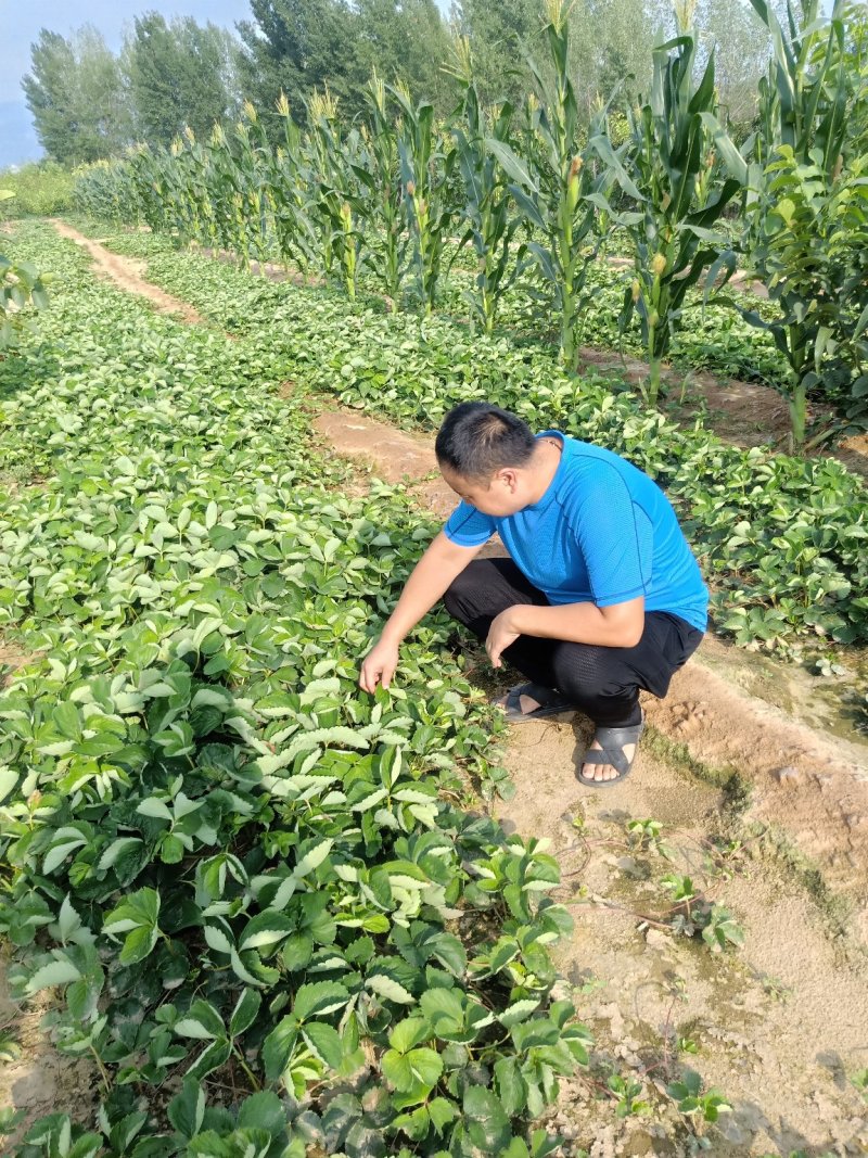 甜宝草莓苗红颜草莓苗全明星草莓苗甜茶理草莓苗