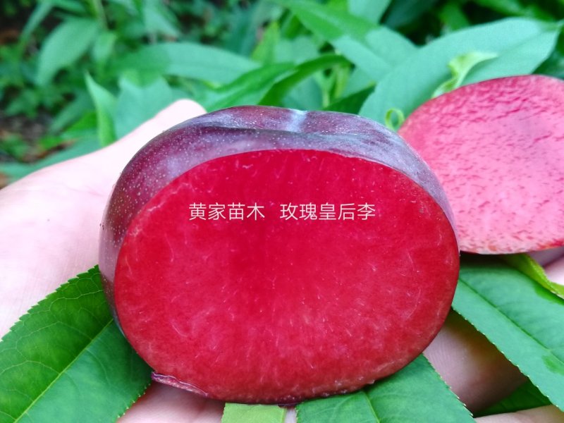李子树，杏李，玖瑰皇后李子树，果实扁圆果肉血红，成熟早。