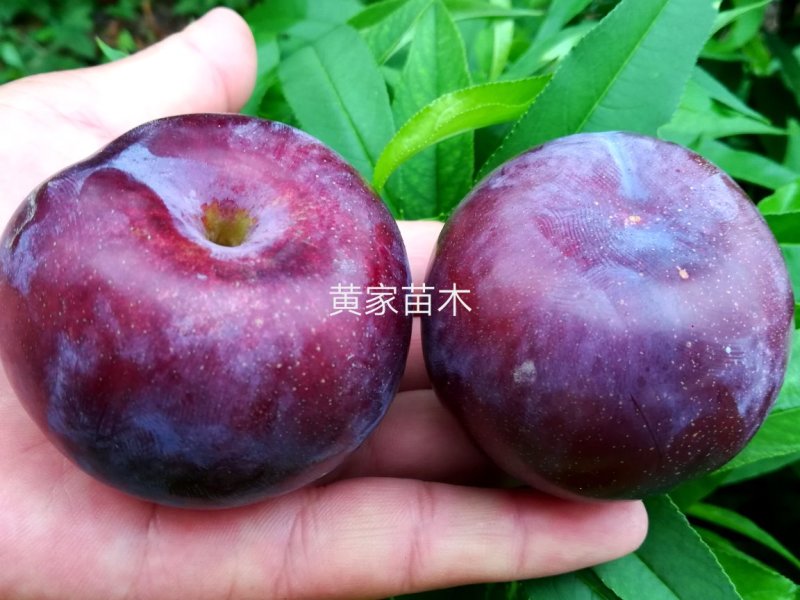 李子树，杏李，玖瑰皇后李子树，果实扁圆果肉血红，成熟早。