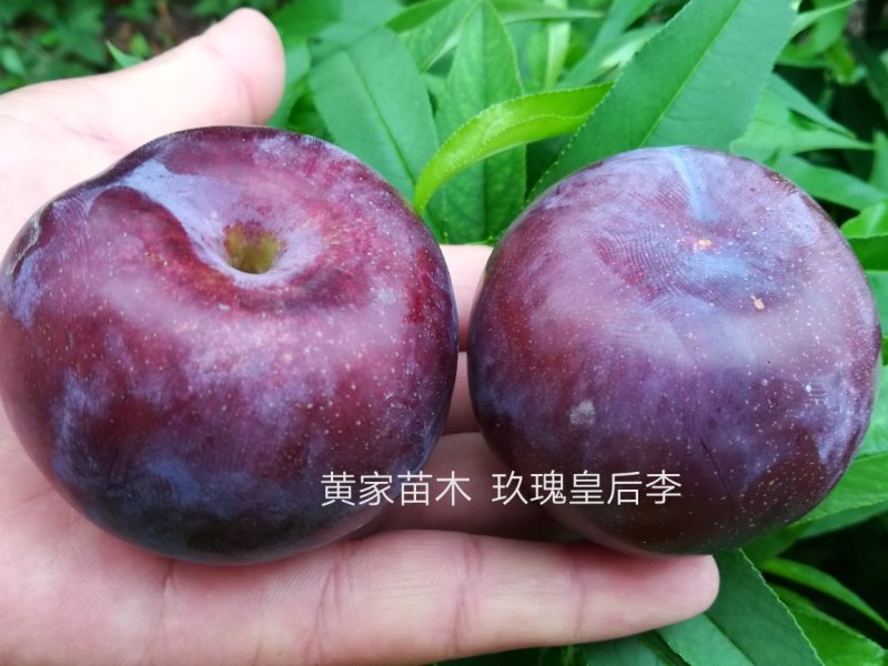 李子树，杏李，玖瑰皇后李子树，果实扁圆果肉血红，成熟早。