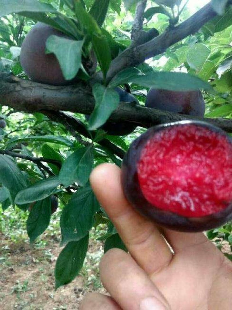 李子树，杏李，玖瑰皇后李子树，果实扁圆果肉血红，成熟早。