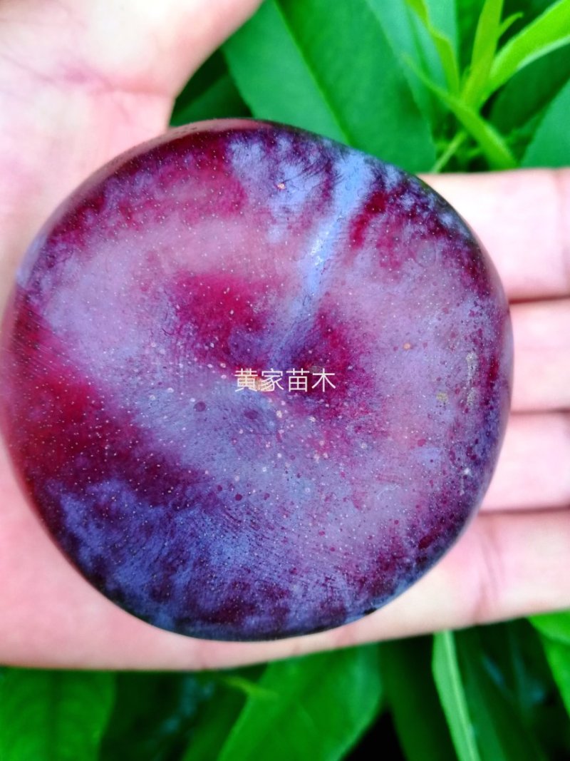 李子树，杏李，玖瑰皇后李子树，果实扁圆果肉血红，成熟早。
