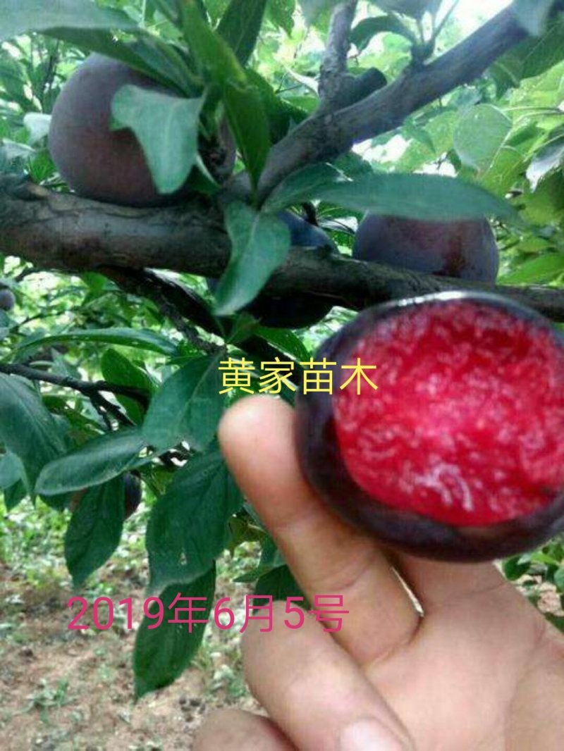 李子树，杏李，玖瑰皇后李子树，果实扁圆果肉血红，成熟早。