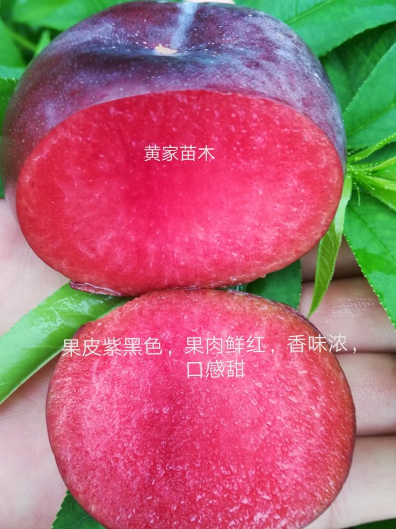 李子树，杏李，玖瑰皇后李子树，果实扁圆果肉血红，成熟早。