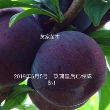 李子树，杏李，玖瑰皇后李子树，果实扁圆果肉血红，成熟早。