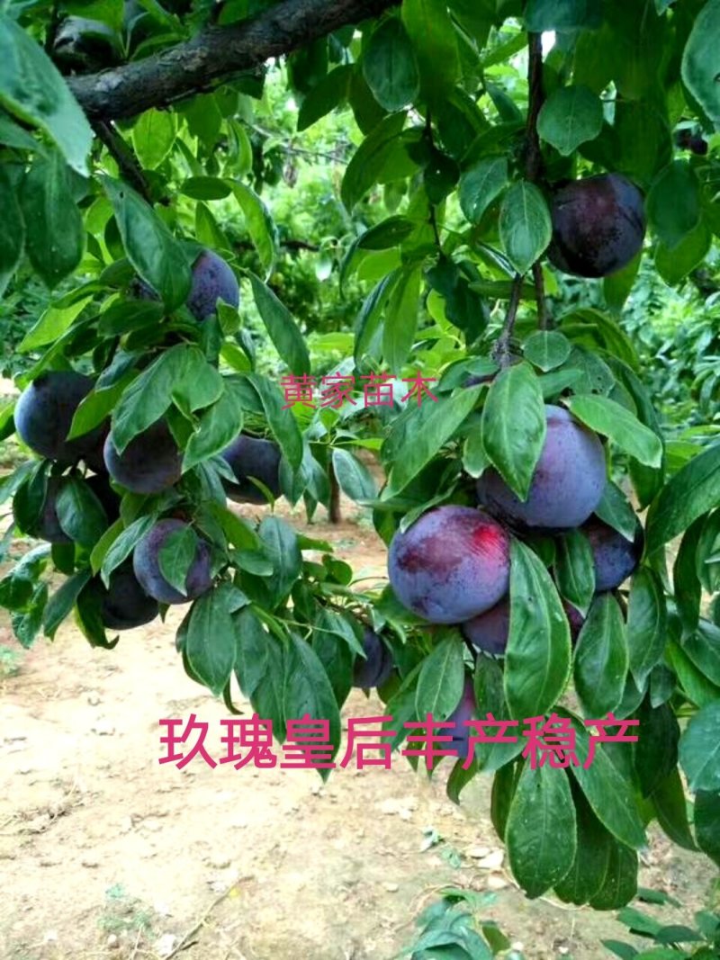 李子树，杏李，玖瑰皇后李子树，果实扁圆果肉血红，成熟早。