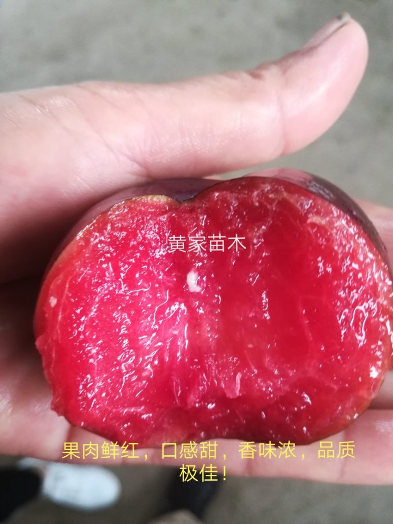 李子树，杏李，玖瑰皇后李子树，果实扁圆果肉血红，成熟早。