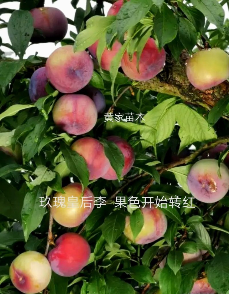 李子树，杏李，玖瑰皇后李子树，果实扁圆果肉血红，成熟早。