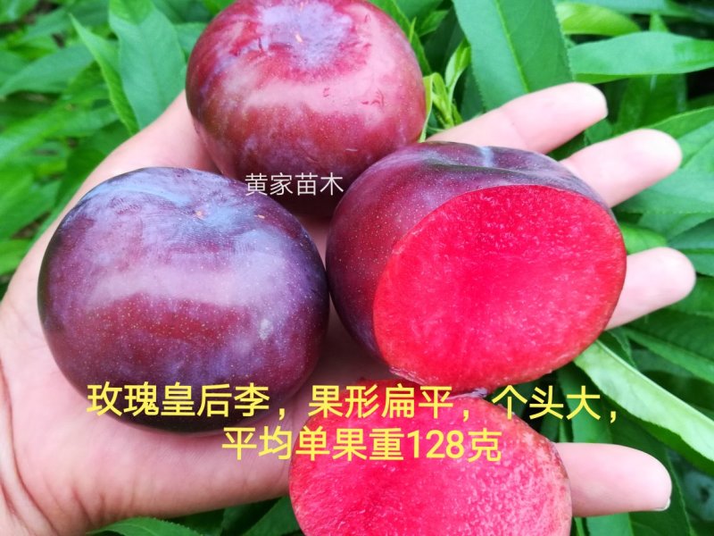 李子树，杏李，玖瑰皇后李子树，果实扁圆果肉血红，成熟早。