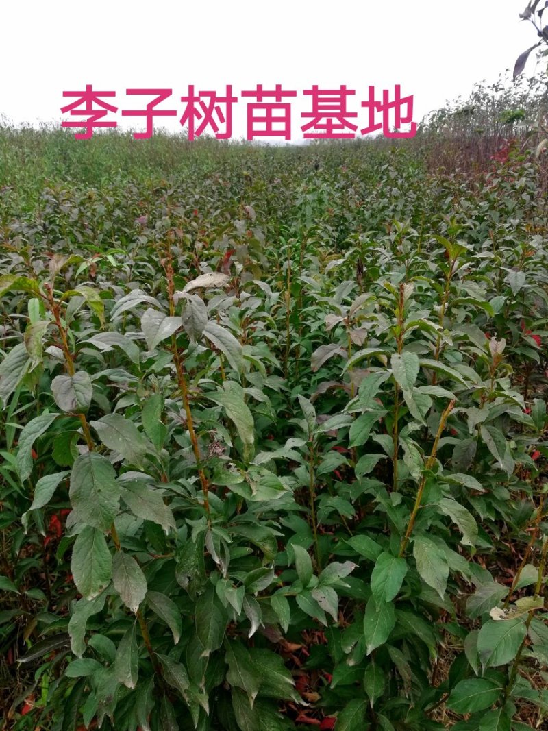 李子树，杏李，玖瑰皇后李子树，果实扁圆果肉血红，成熟早。