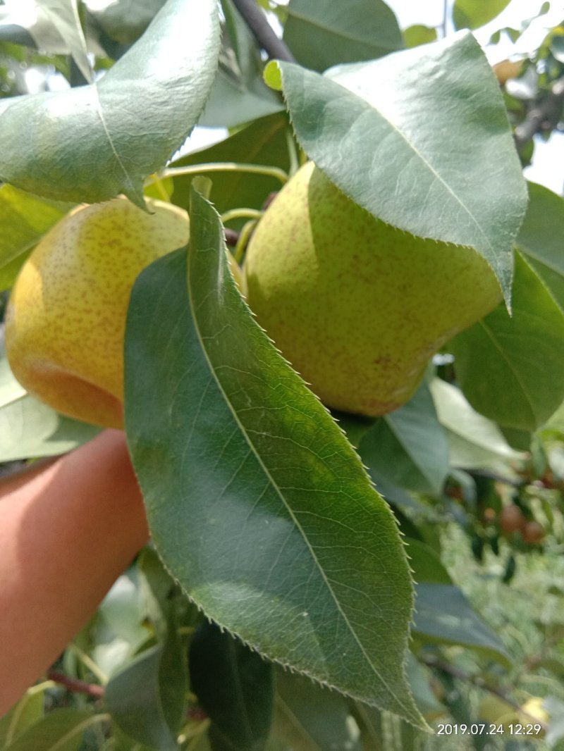 梨