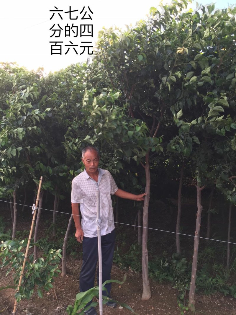 200年全冠紫薇仅此一棵预购从速