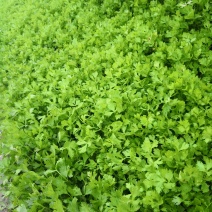 进口法国皇后，优质芹菜。