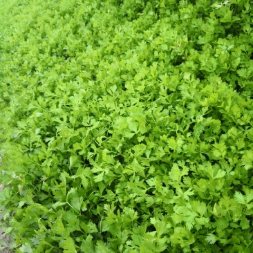 进口法国皇后，优质芹菜。