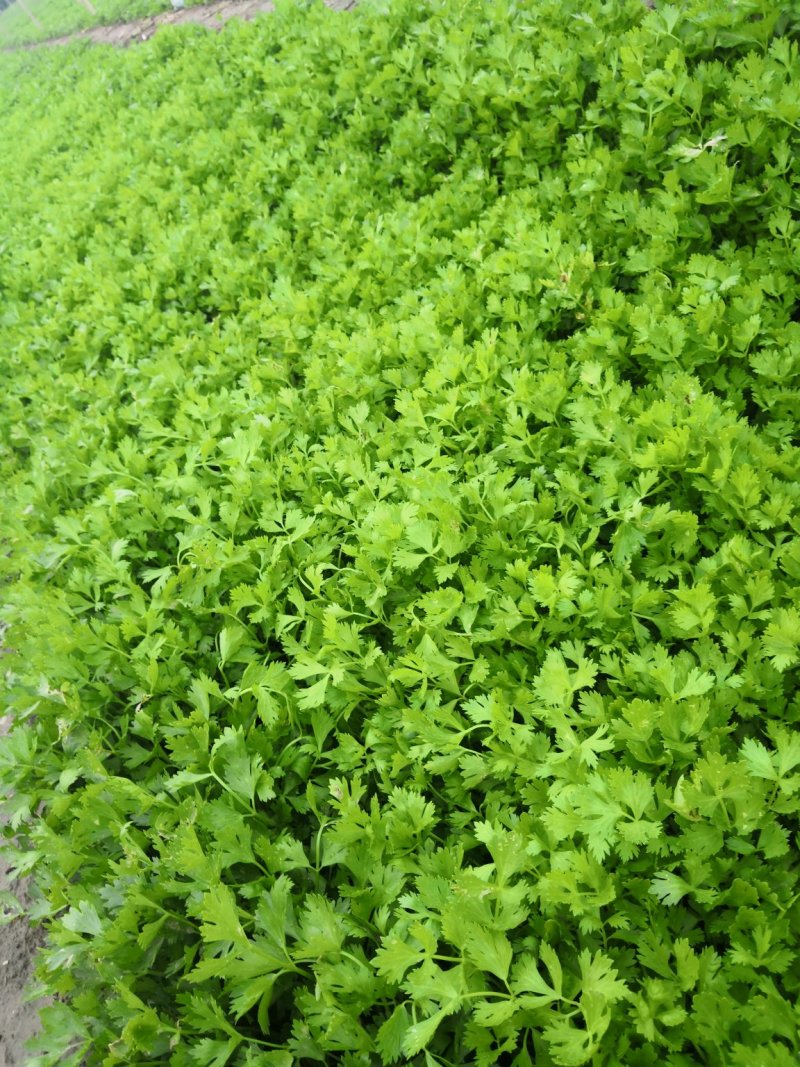 进口法国皇后，优质芹菜。