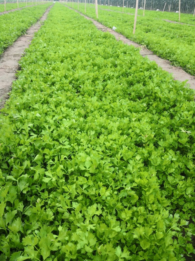 进口法国皇后，优质芹菜。