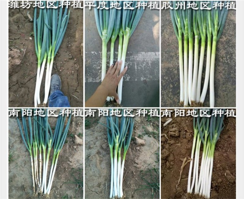 日本铁杆大葱钢葱种子高产基地专用厂家直营