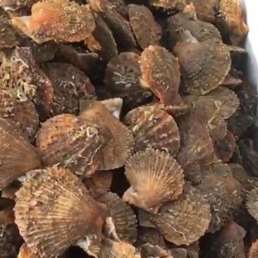 威海红扇贝