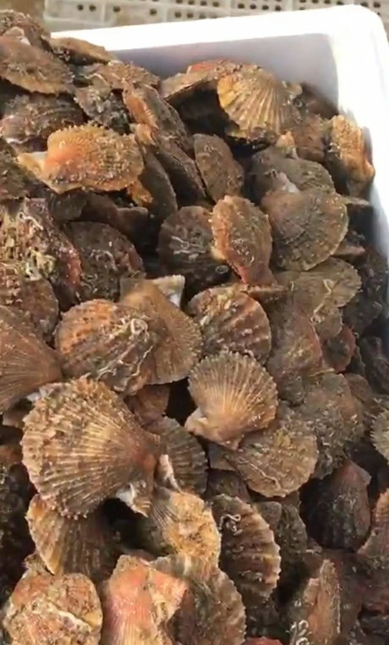 威海红扇贝
