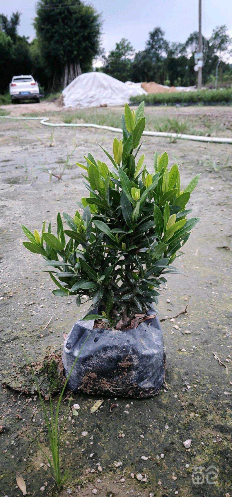 小叶龙船花