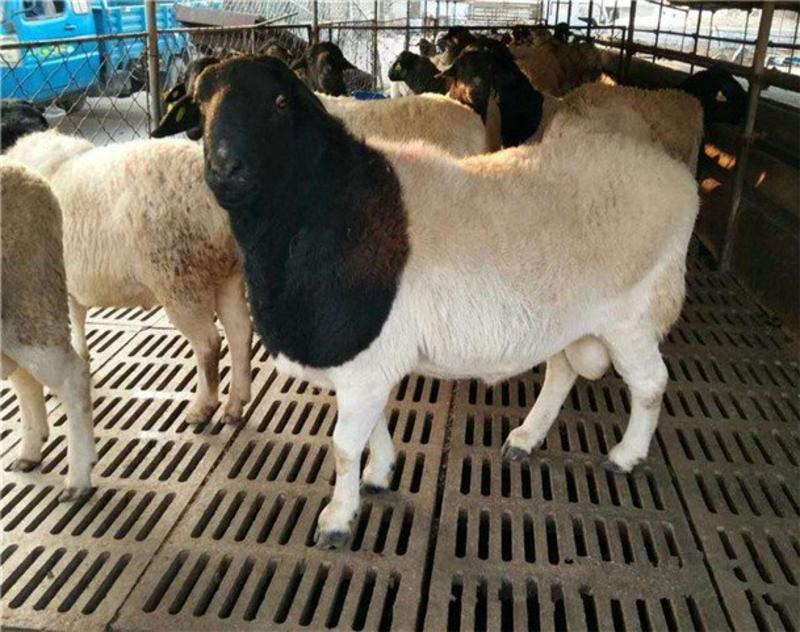 种羊黑头二胎怀孕基础杜波母羊活体羊羔活种羊包邮免运费白头