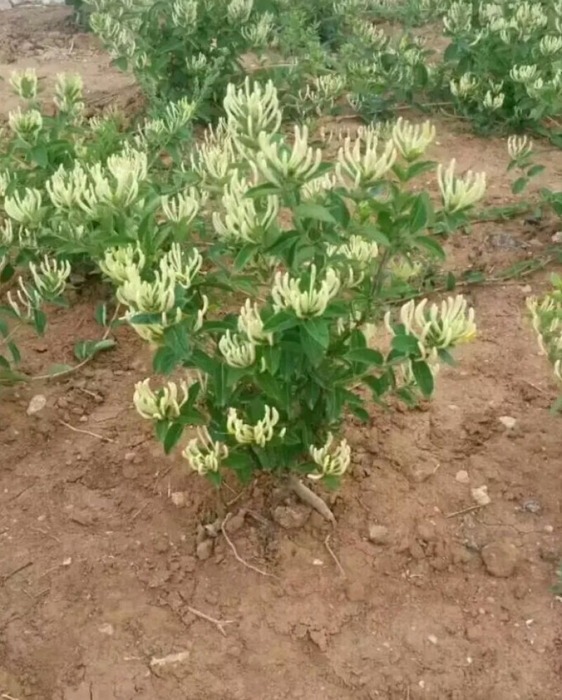 金银花苗各种规格型号包邮包品种