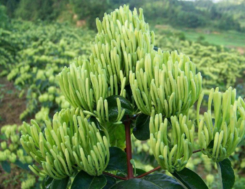 金银花苗各种规格型号包邮包品种