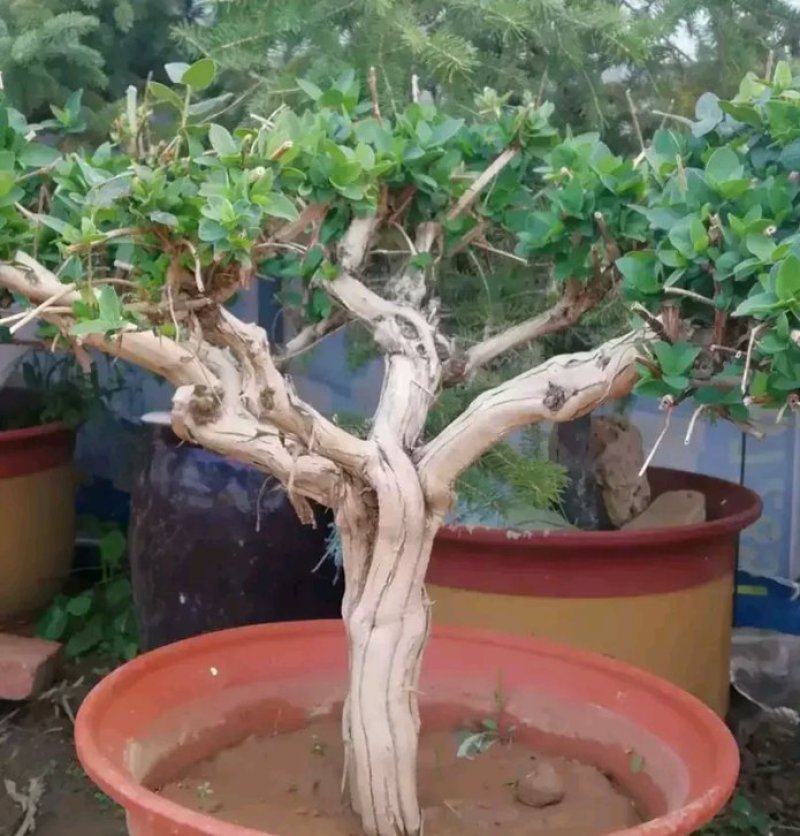 金银花苗各种规格型号包邮包品种
