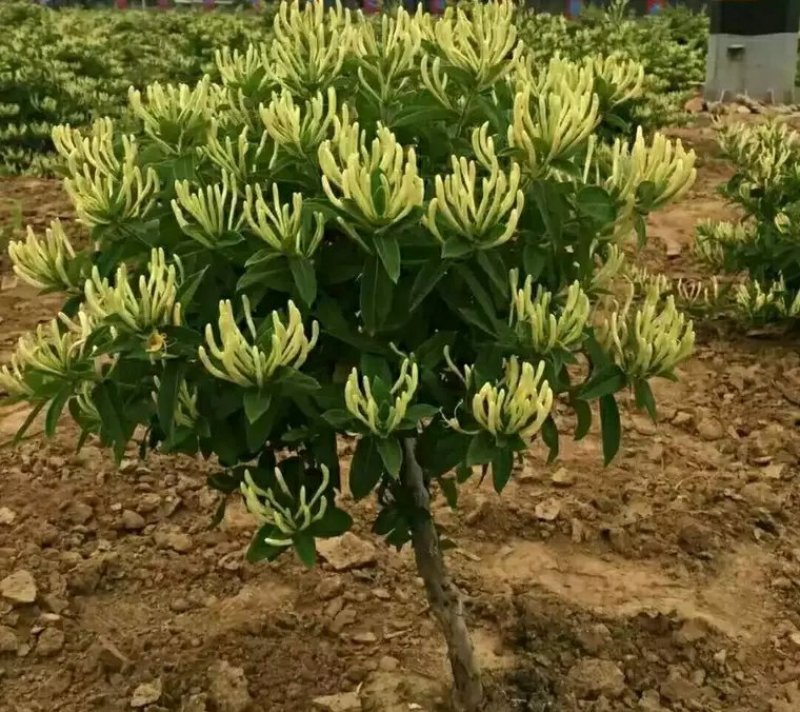金银花苗各种规格型号包邮包品种