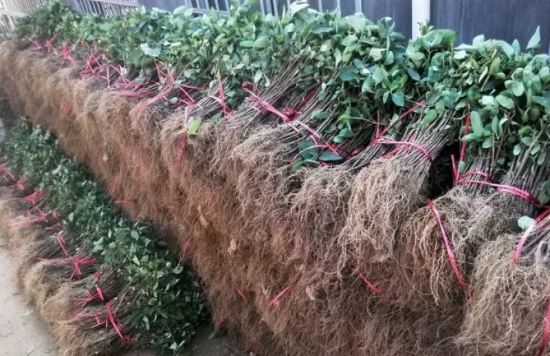 金银花苗各种规格型号包邮包品种