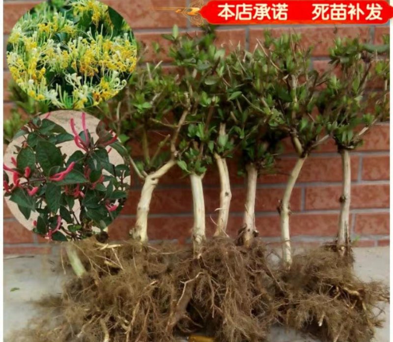 金银花苗各种规格型号包邮包品种