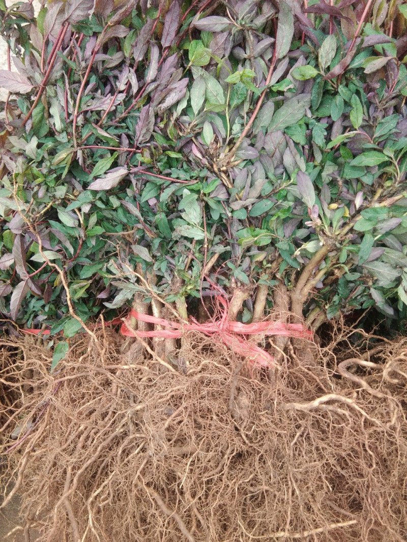 金银花苗各种规格型号包邮包品种