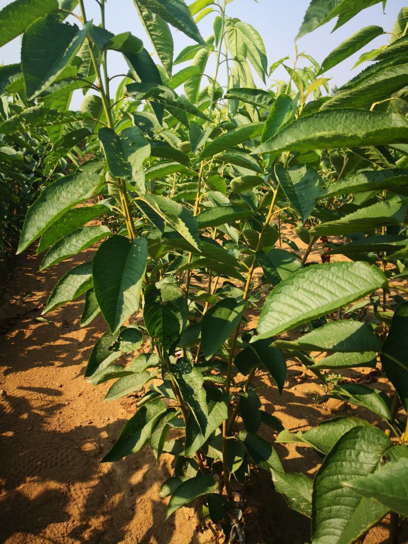 樱桃树苗吉塞拉矮化车厘子樱桃树苗俄罗斯八号樱桃树苗
