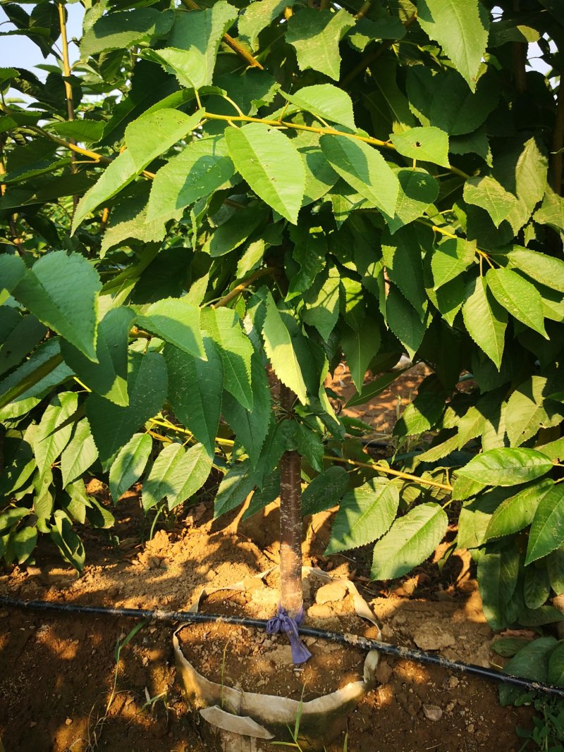 樱桃树苗吉塞拉矮化车厘子樱桃树苗俄罗斯八号樱桃树苗