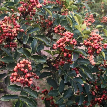 大红袍花椒，干货