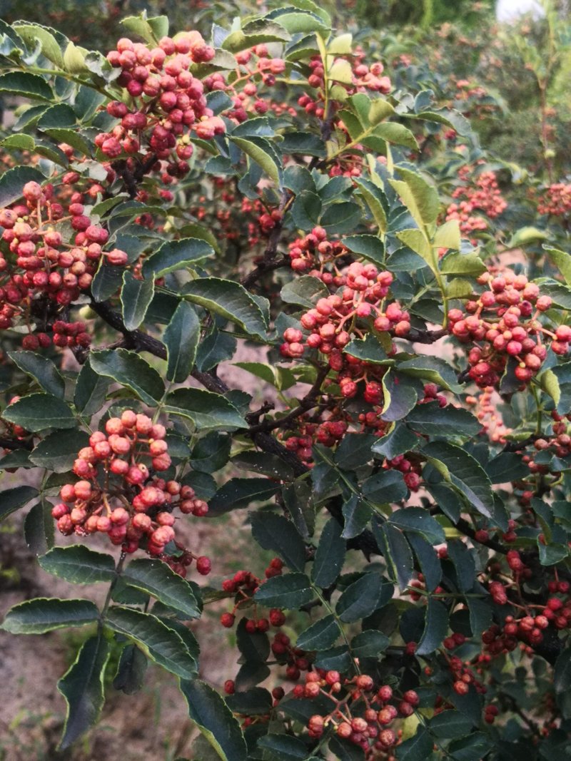 大红袍花椒，干货