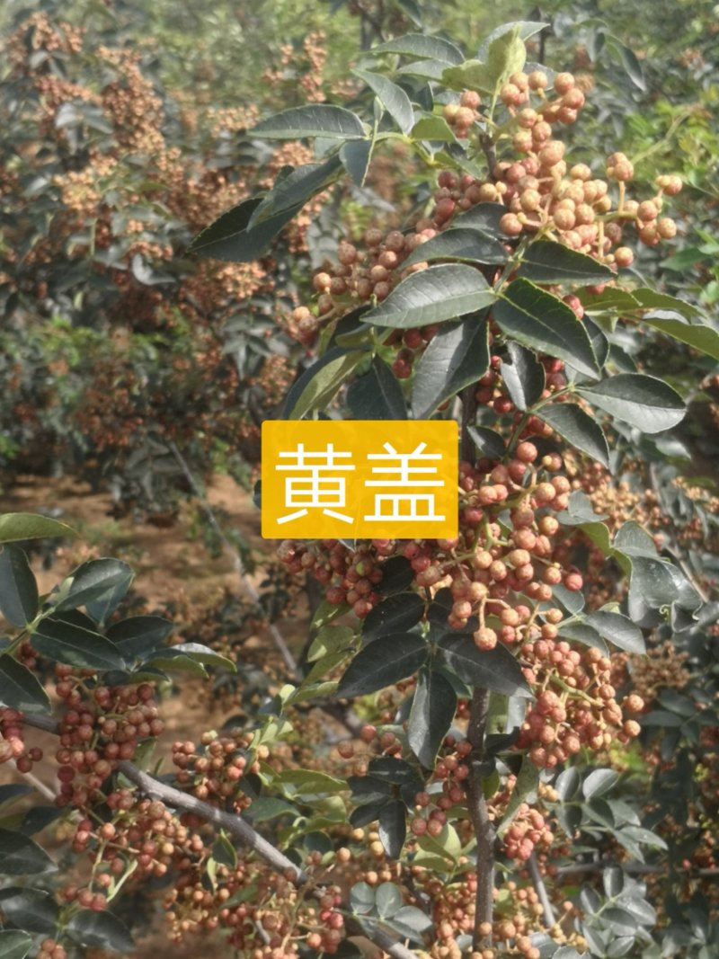 大红袍花椒，干货
