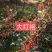 大红袍花椒，干货