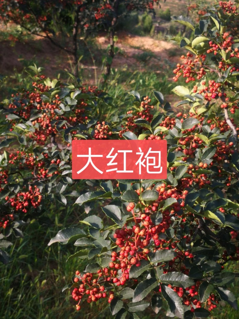 大红袍花椒，干货